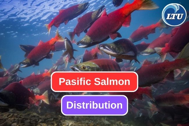 The Fascinating Distribution of North Pacific Salmon